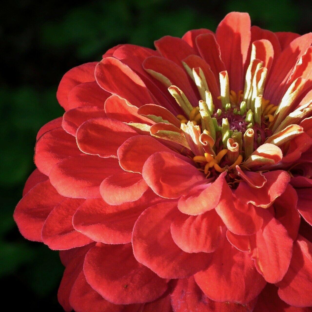 Zinnia Giant Flower Seeds Mix | Packet 1 Gram - Seed World