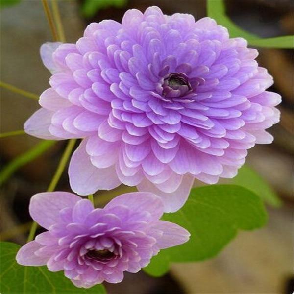 Zinnia Perennial Flowering Plants Potted Charming Chinese Flowers - 100 Seeds - Seed World