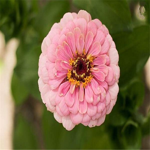 Zinnia Perennial Flowering Plants Potted Charming Chinese Flowers - 100 Seeds - Seed World
