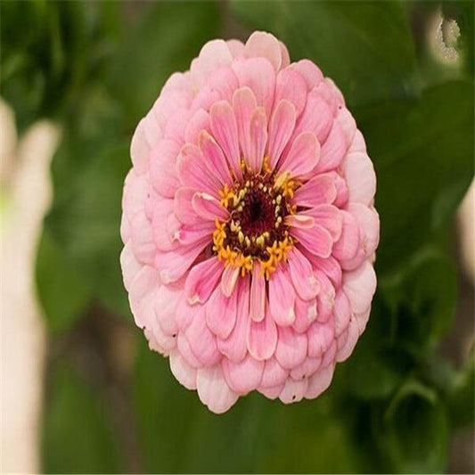 Zinnia Perennial Flowering Plants Potted Charming Chinese Flowers - 100 Seeds - Seed World