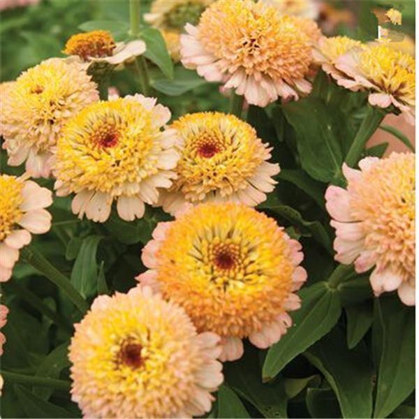 Zinnia Perennial Flowering Plants Potted Charming Chinese Flowers - 100 Seeds - Seed World